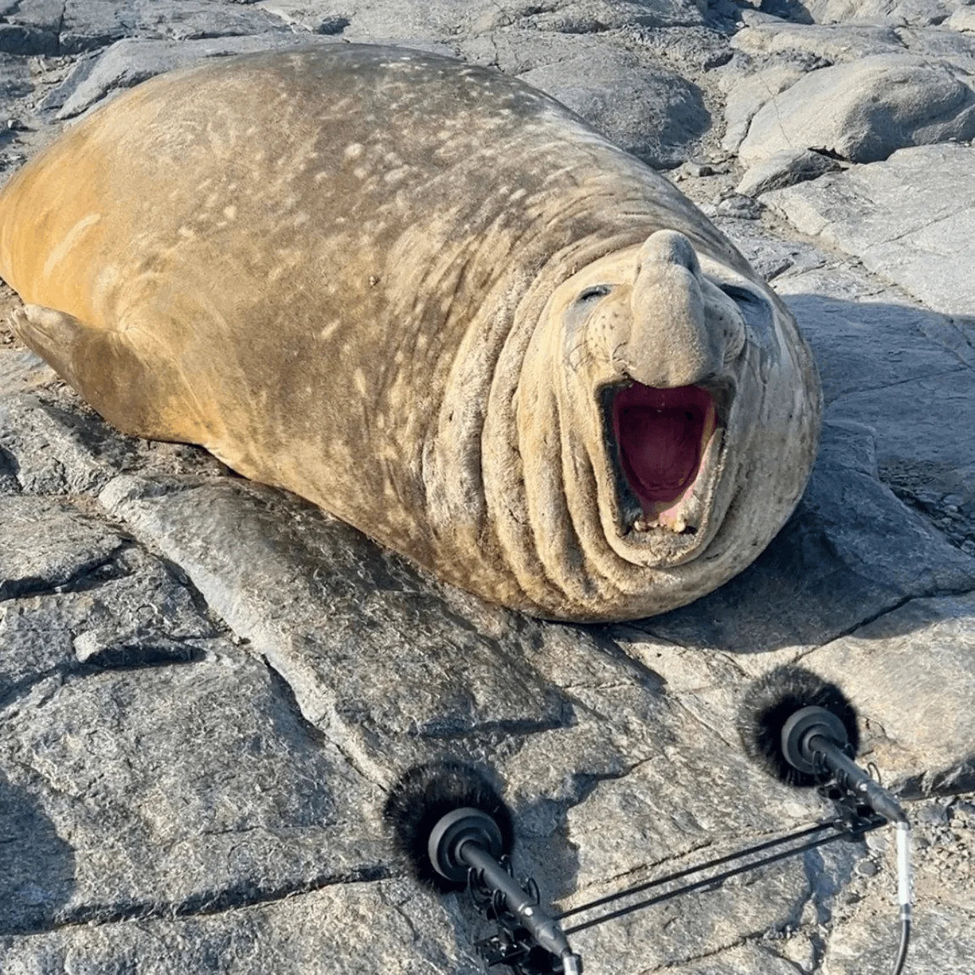 Rugged camera microphone with black furry windscreen resting on rocky surface